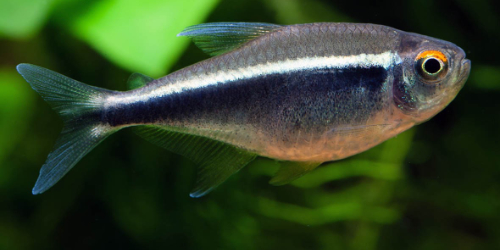 Neon czarny - Hyphessobrycon herbertaxelrodi