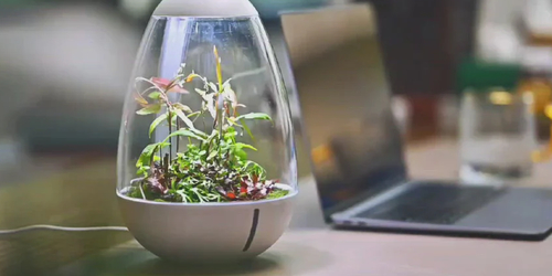 Chihiros Terrarium Egg