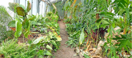 Zagrożona kolekcja roślin w Ogrodzie Botanicznym
