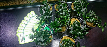 Anubias nana Pangolino - najmniejszy anubias na Świecie