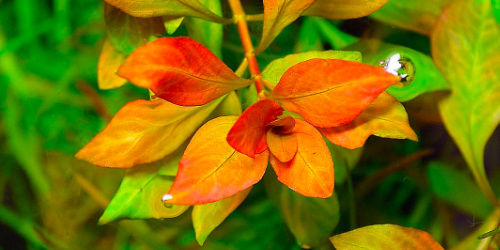 Ludwigia parigata