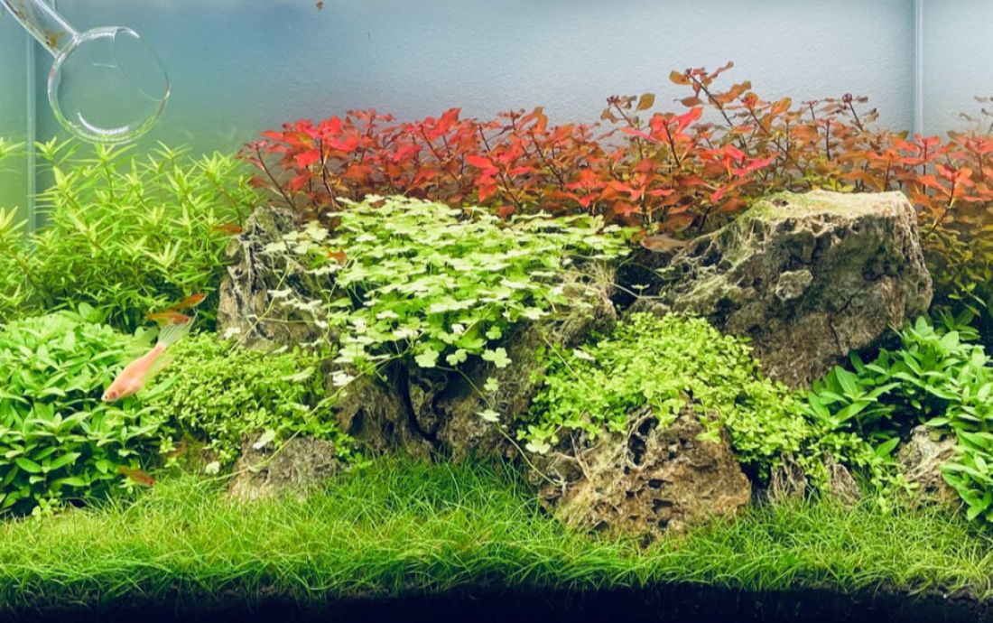 Akwarium roślinne 64l