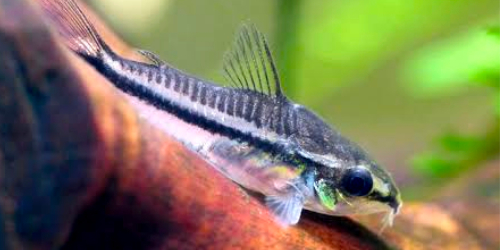 Kirysek Pigmej - Corydoras pygmaeus.