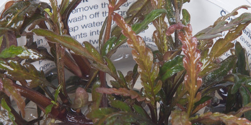 Tropica wprowadza do oferty kolejny gatunek w żelu