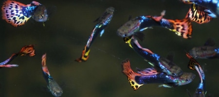 Gupik - Pawie Oczko (Poecilia reticulata)