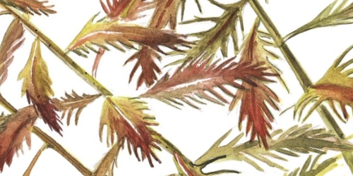 Proserpinaca palustris - opracowanie filmowe