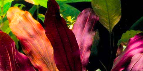 Echinodorus purple