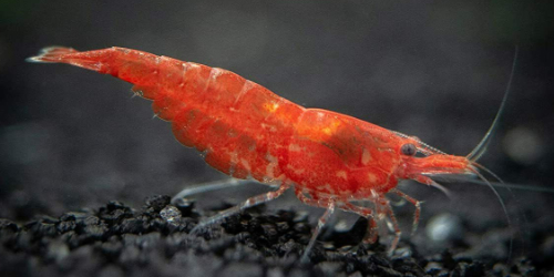 Krewetka Red Cherry - Neocaridina davidi