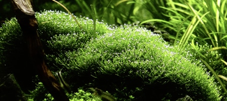Riccia fluitans