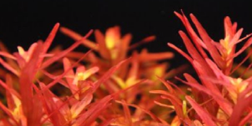 Rotala rotundifolia red