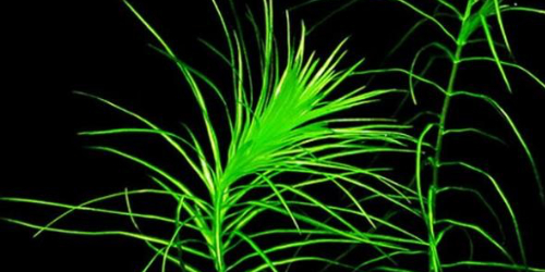 Lagarosiphon major - opracowanie filmowe