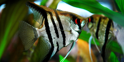 Skalar zebra - Pterophyllum scalare