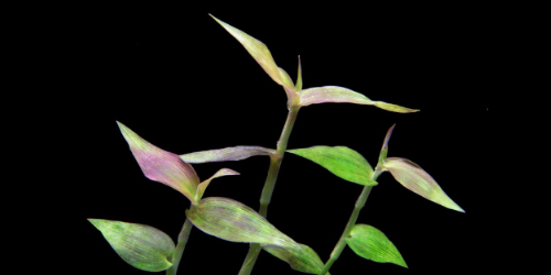 Sphaerocaryum malaccense 