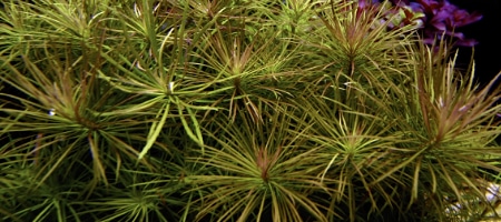 Pogostemon stellata (Eustralis stellata)