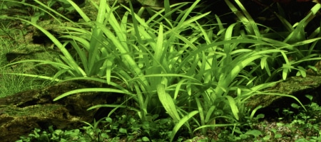 Sagittaria subulata