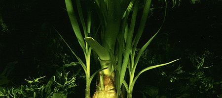 Crinum thaianum
