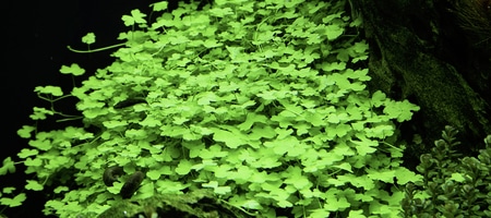 Hydrocotyle tripartita