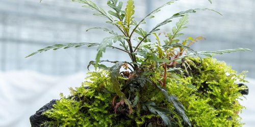 Cotygodniowa promocja Tropica