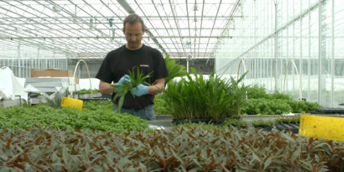 Tropica - producent roślin akwariowych