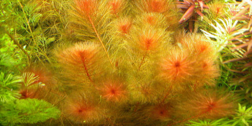 Myriophyllum tuberculatum - opracowanie filmowe