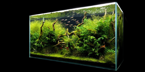 Zakładanie akwarium 120x45x60cm