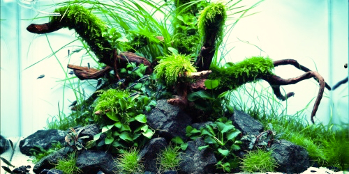 Aranżacje z Nature Aquarium Festival 2021
