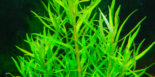 Pogostemon yatabeanus