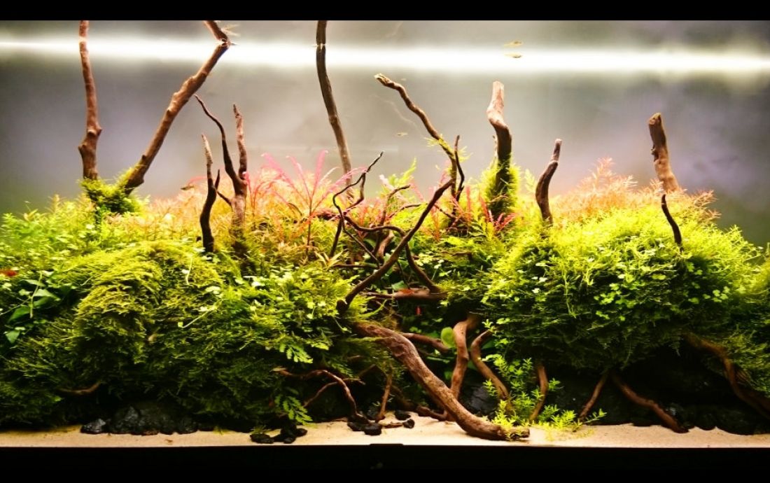 240l - The Island - zdybu 
