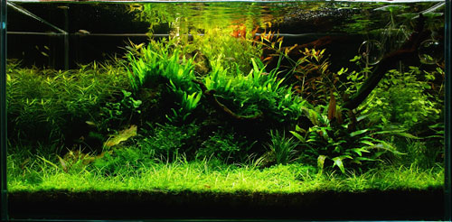 Hemianthus callitrichoides – roślina idealna „na przód”