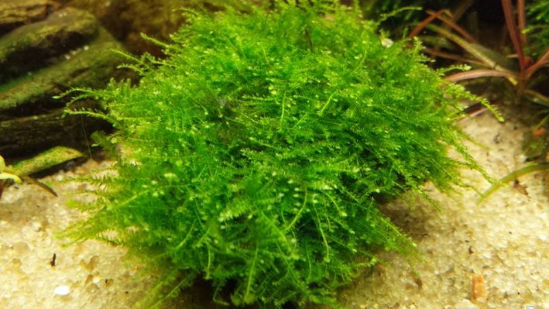 Vesicularia sp. Mini Christmas moss