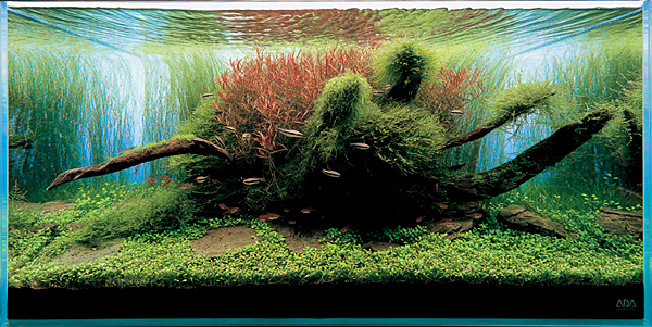 Nature Aquarium - z czym to się je?