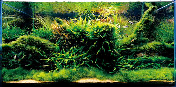 Nature Aquarium - z czym to się je?