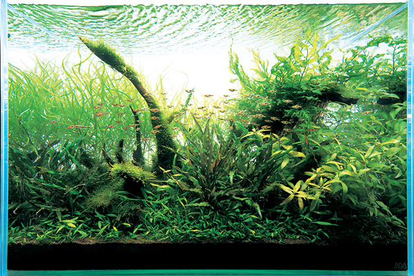 Nature Aquarium - z czym to się je?