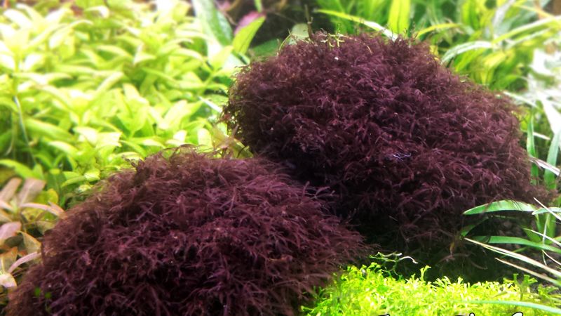 Caloglossa sp. beccarii (Red moss)