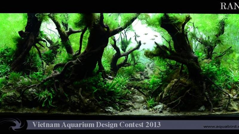 Wyniki Vietnam Aquarium Design Contest 2013
