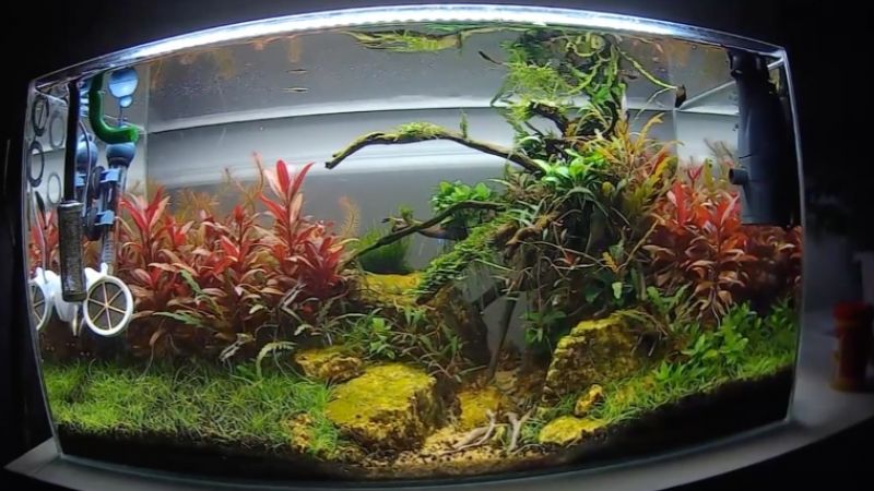 Diody LED a wybarwienie roślin czerwonych