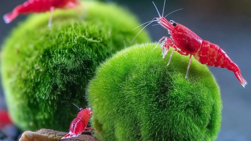 Kulki marimo - gałęzatka kulista w akwarium z krewetkami