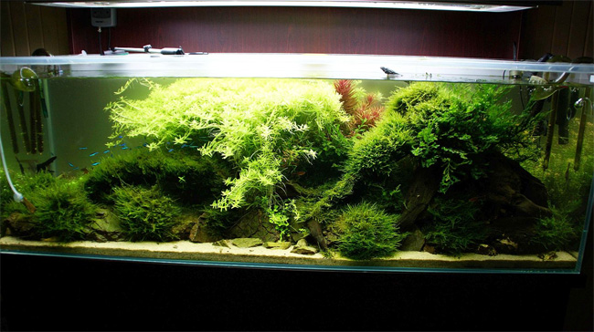 Tutorial zakładania akwarium 150x50x50cm