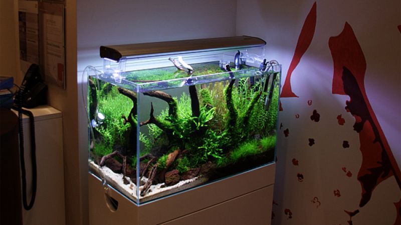 Zakładanie akwarium 60l