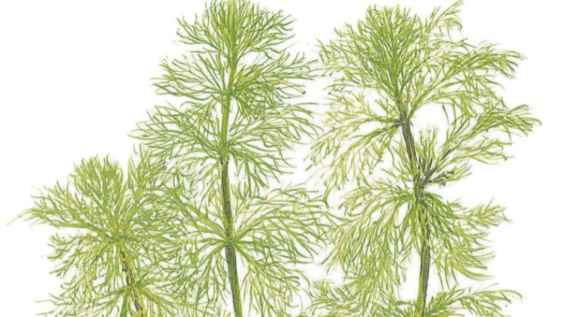 Limnophila aquatica - opracowanie filmowe