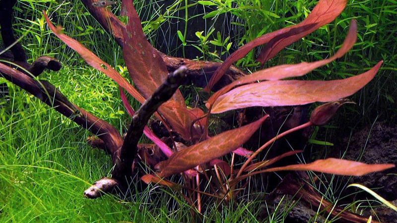 Barclaya longifolia - opracowanie filmowe
