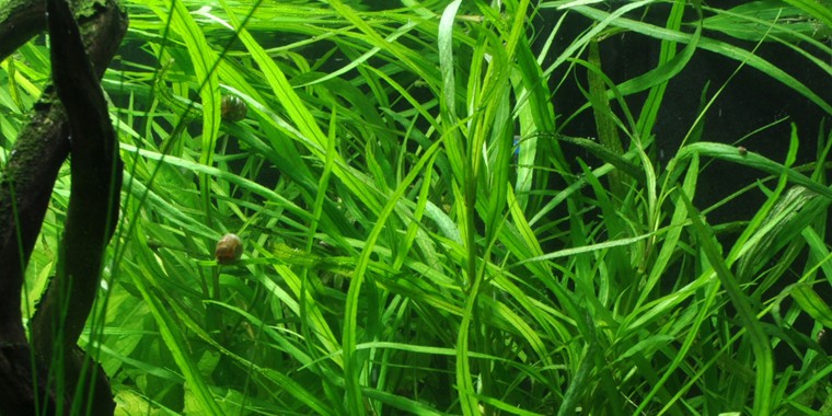 Hygrophila angustifolia - opracowanie filmowe