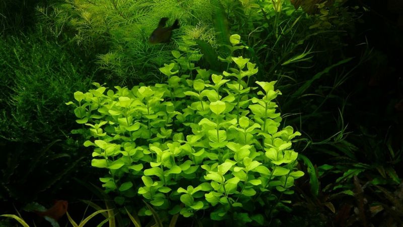 Lysimachia nummularia - opracowanie filmowe