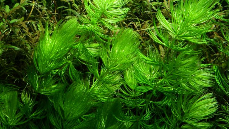 Ceratophyllum - opracowanie filmowe
