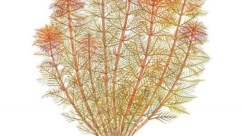 Myriophyllum tuberculatum - opracowanie filmowe