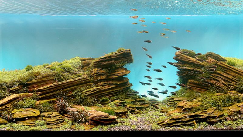 Wyniki głosowania w konkursie Planted Aquarium Design Contest 2013