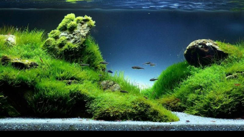 Wyniki głosowania w konkursie Planted Aquarium Design Contest 2013