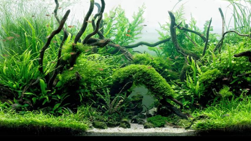 Wyniki głosowania w konkursie Planted Aquarium Design Contest 2013