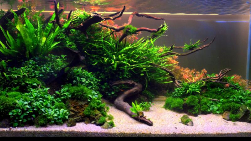 Wyniki głosowania w konkursie Planted Aquarium Design Contest 2013