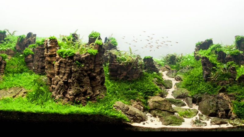Wyniki głosowania w konkursie Planted Aquarium Design Contest 2013